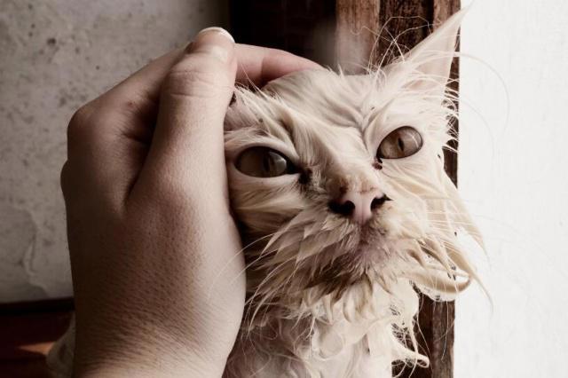 养猫的人VS养狗的人，看猫和狗是如何对待主人的