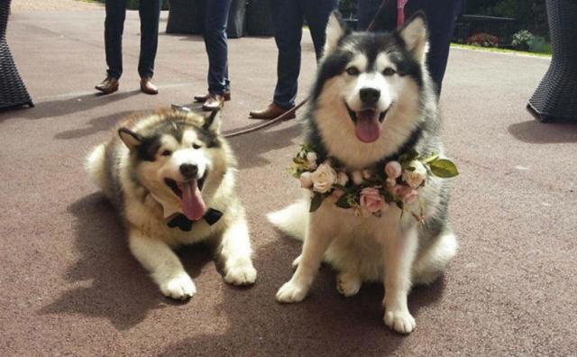 为什么养了狗狗之后，还要养一只猫咪？这四个好处铲屎官偷着乐！