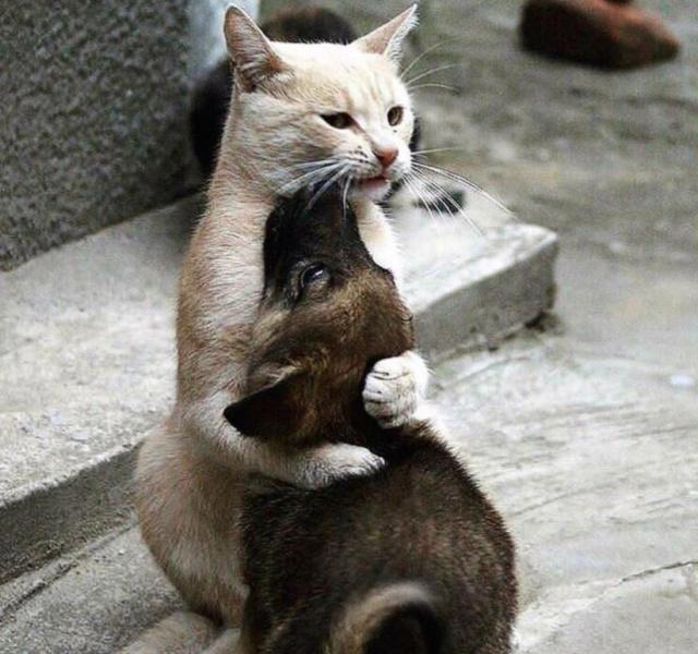 为什么养了狗狗之后，还要养一只猫咪？这四个好处铲屎官偷着乐！