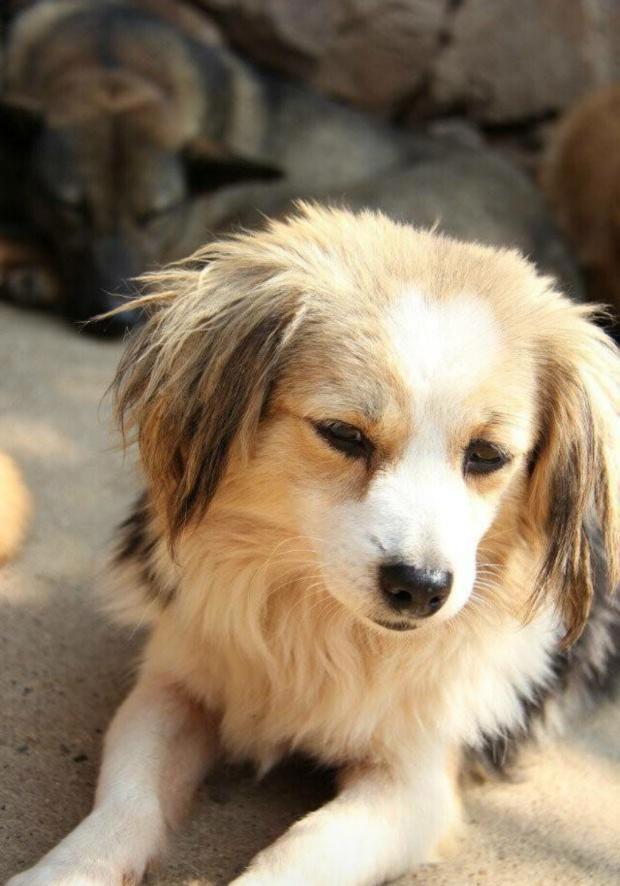 为什么养了狗狗之后，还要养一只猫咪？这四个好处铲屎官偷着乐！