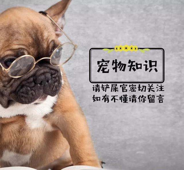 为什么养了狗狗之后，还要养一只猫咪？这四个好处铲屎官偷着乐！