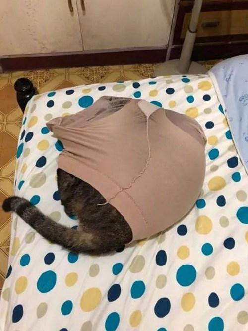 都说“男不养猫，女不养狗”，女友养猫后发生了这一幕，笑死我了