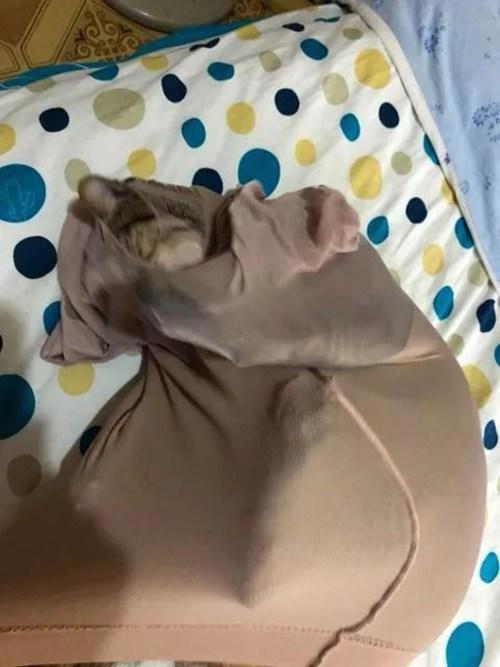 都说“男不养猫，女不养狗”，女友养猫后发生了这一幕，笑死我了