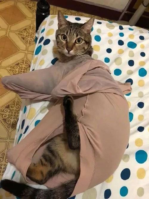 都说“男不养猫，女不养狗”，女友养猫后发生了这一幕，笑死我了