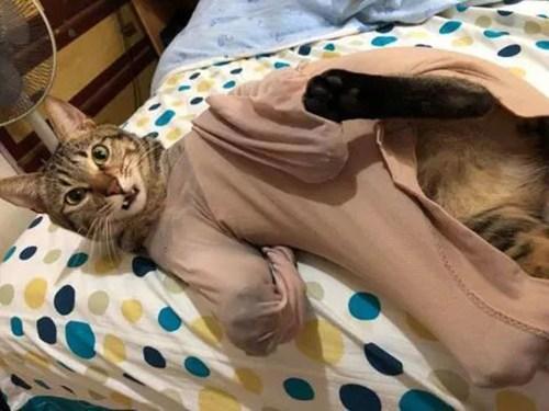 都说“男不养猫，女不养狗”，女友养猫后发生了这一幕，笑死我了