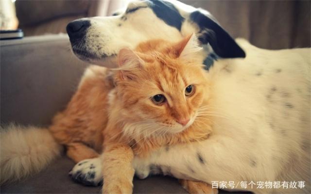 养狗和养猫哪一个让人更操心呢，给大家来比较一下