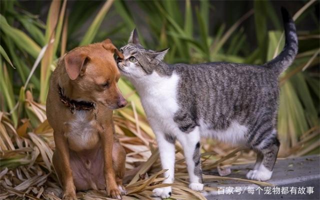 养狗和养猫哪一个让人更操心呢，给大家来比较一下