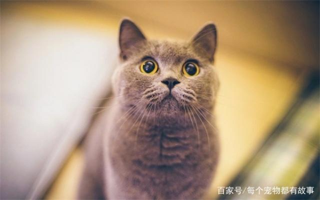 养狗和养猫哪一个让人更操心呢，给大家来比较一下