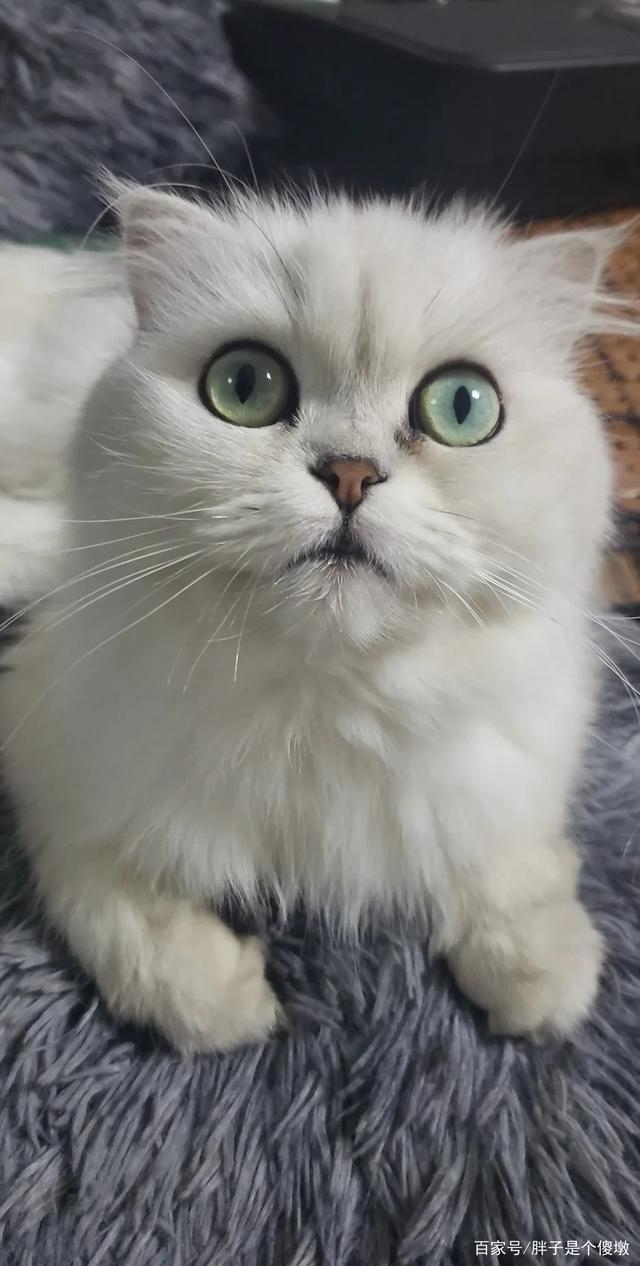 养狗还是养猫，铲屎官有话说