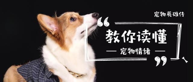 想要猫狗双全，先养狗的5个好处，让猫狗融洽相处