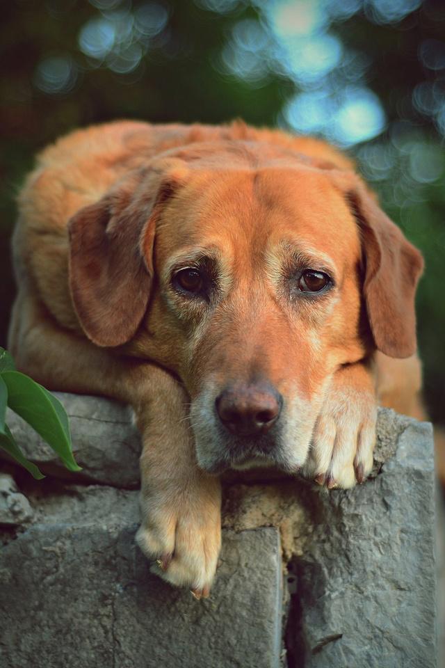 想要猫狗双全，先养狗的5个好处，让猫狗融洽相处