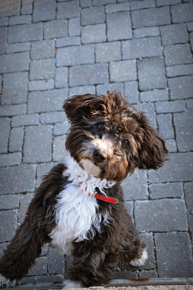 想要猫狗双全，先养狗的5个好处，让猫狗融洽相处