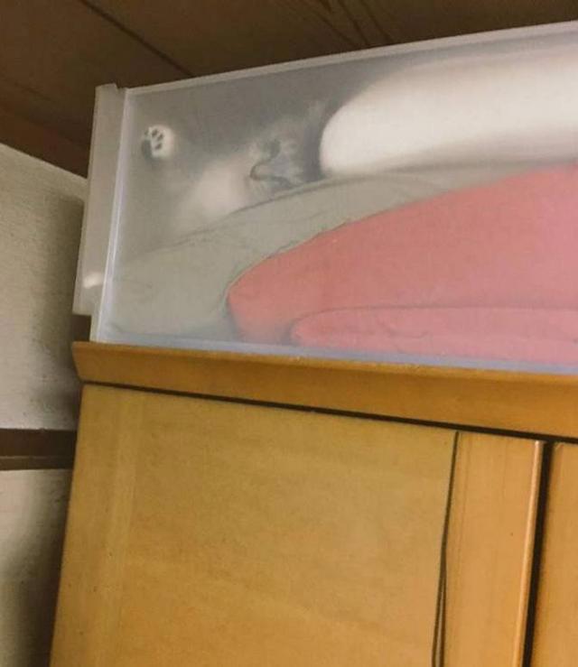 养猫与养狗的真正区别，每天一大半的时间花在找猫上，心累！