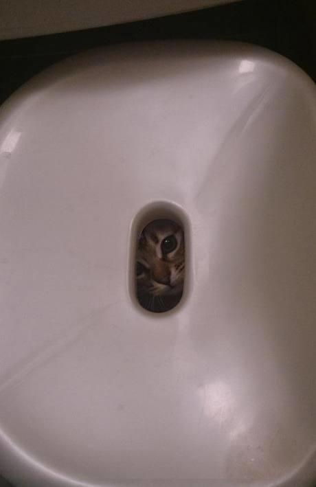 养猫与养狗的真正区别，每天一大半的时间花在找猫上，心累！