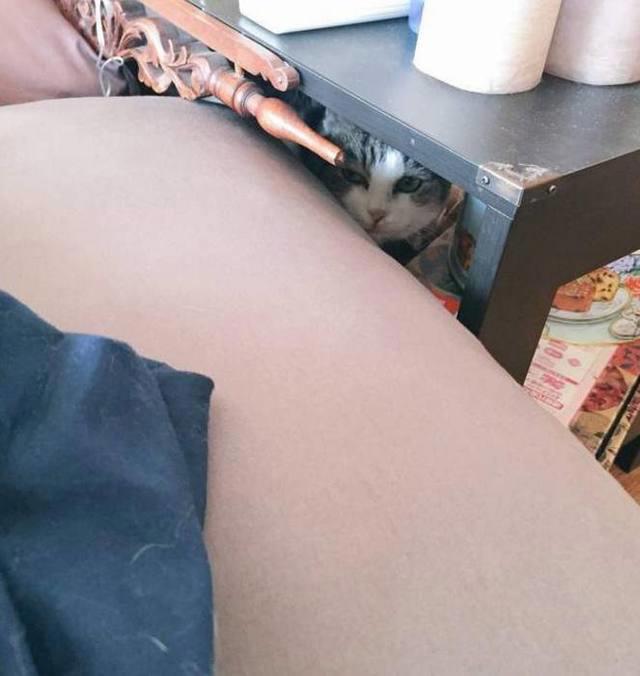 养猫与养狗的真正区别，每天一大半的时间花在找猫上，心累！