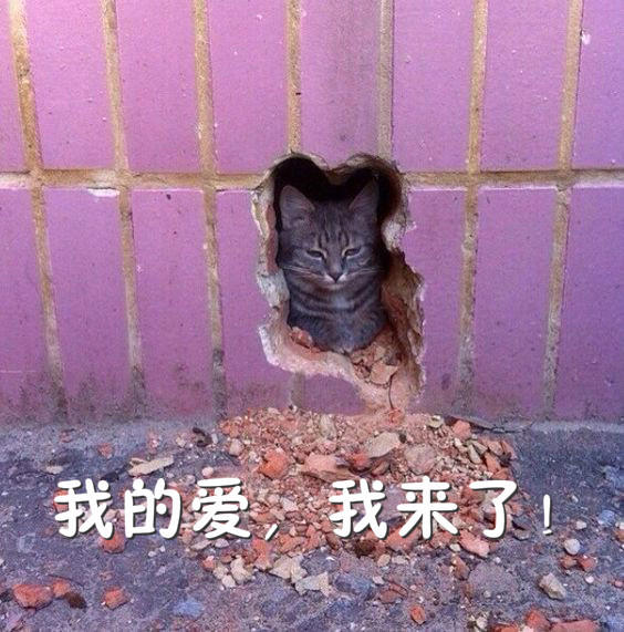 养猫与养狗的真正区别，每天一大半的时间花在找猫上，心累！
