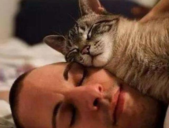 养猫的人VS养狗的人，画面太真实！