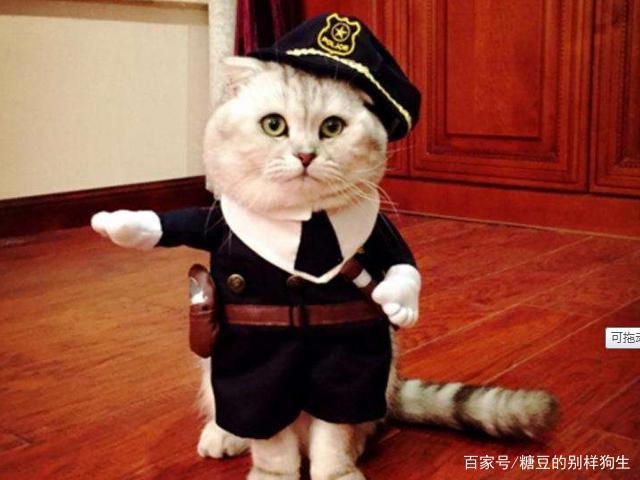 养狗子听话？养猫咪暖心？网友：我竟无言以对！