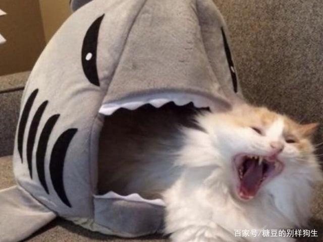 养狗子听话？养猫咪暖心？网友：我竟无言以对！
