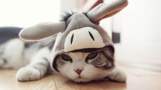 养猫的人渴望爱，养狗的人渴望被爱，“萌宠”知你心