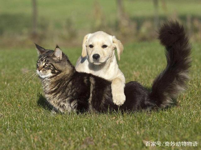 如何养猫又养狗还能和谐相处可以看看这篇文章