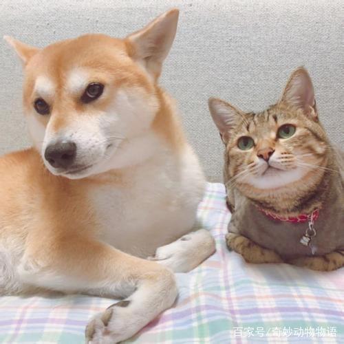 如何养猫又养狗还能和谐相处可以看看这篇文章