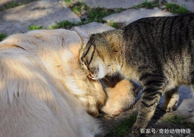 如何养猫又养狗还能和谐相处可以看看这篇文章