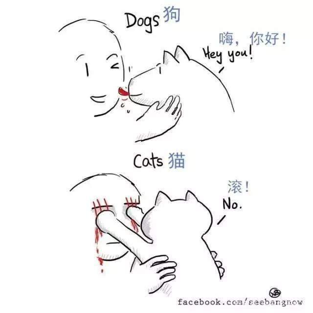 20张猫狗的行为对比图，养狗和养猫就像同一时空的不同故事线