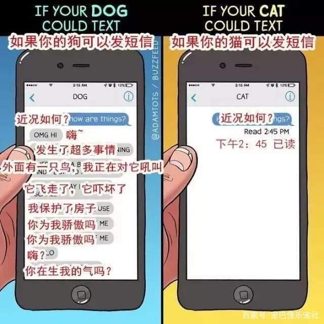 20张猫狗的行为对比图，养狗和养猫就像同一时空的不同故事线