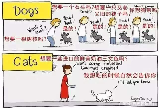 20张猫狗的行为对比图，养狗和养猫就像同一时空的不同故事线