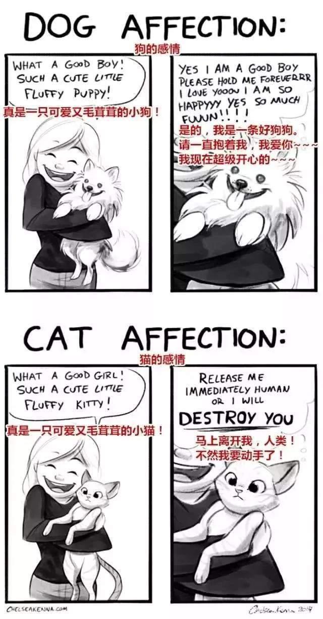 20张猫狗的行为对比图，养狗和养猫就像同一时空的不同故事线