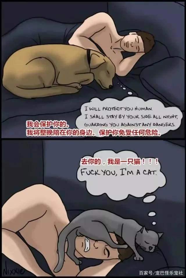 20张猫狗的行为对比图，养狗和养猫就像同一时空的不同故事线