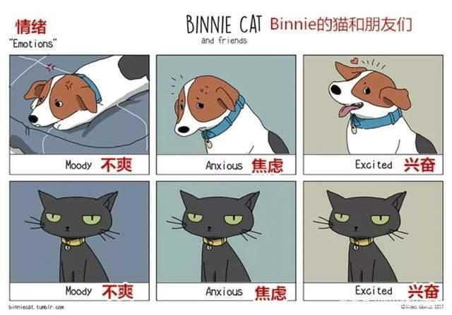 20张猫狗的行为对比图，养狗和养猫就像同一时空的不同故事线