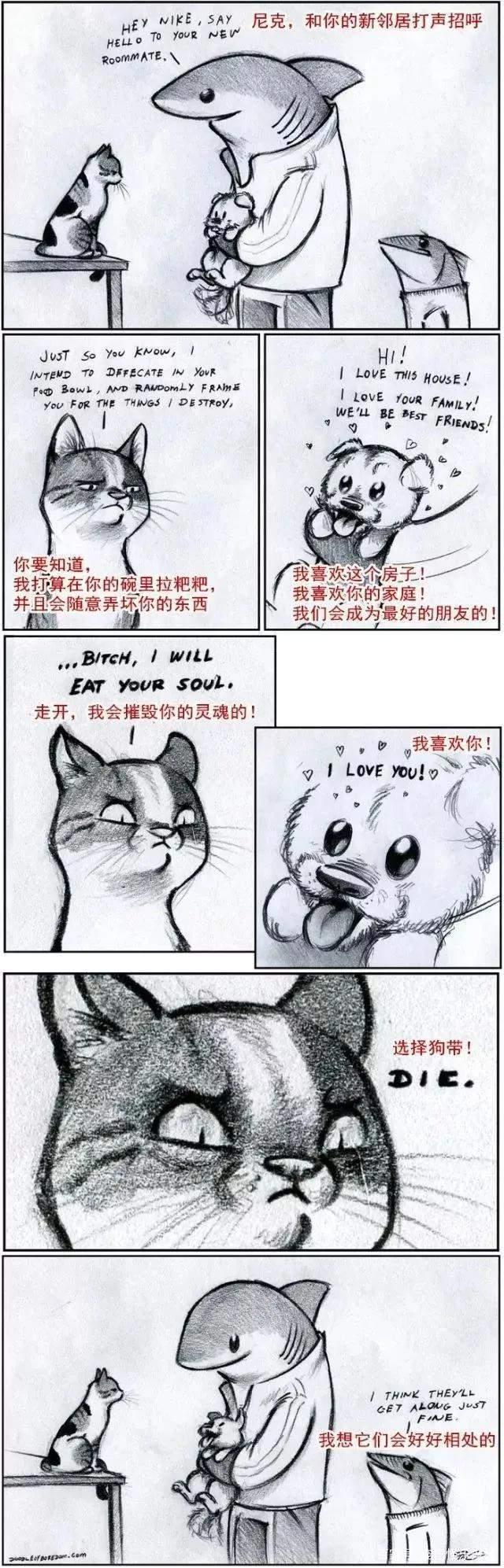 20张猫狗的行为对比图，养狗和养猫就像同一时空的不同故事线