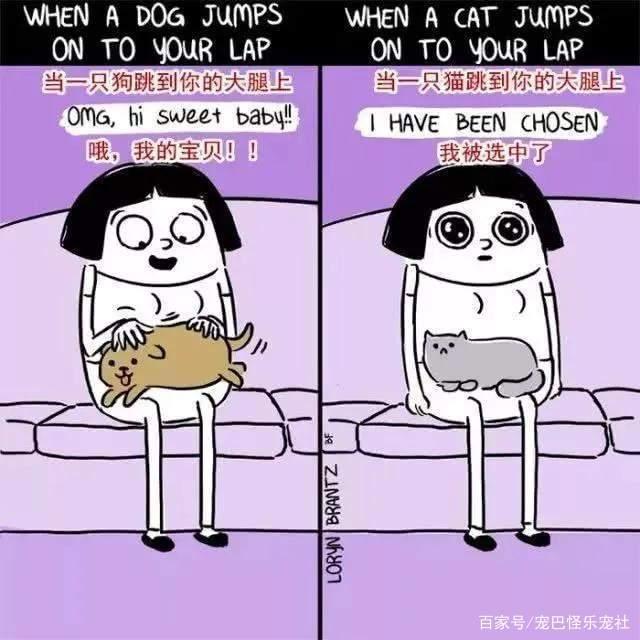 20张猫狗的行为对比图，养狗和养猫就像同一时空的不同故事线