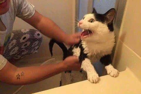 “养狗”和“养猫”，体验感是天差地别的