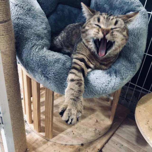 “养狗”和“养猫”，体验感是天差地别的