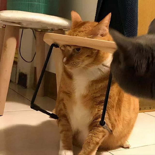 “养狗”和“养猫”，体验感是天差地别的