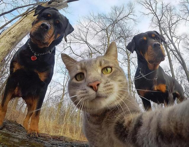 “养狗”和“养猫”，体验感是天差地别的