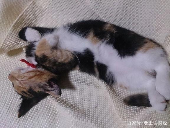 为何比起养狗更爱养猫？看完照片后，网友：猫可爱到犯规