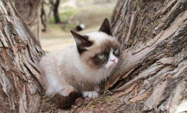 为何比起养狗更爱养猫？看完照片后，网友：猫可爱到犯规