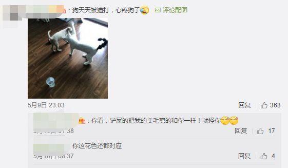 养猫又养狗是一种什么样的体验？评论区的人开始心疼狗子……