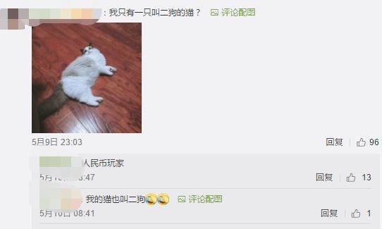 养猫又养狗是一种什么样的体验？评论区的人开始心疼狗子……