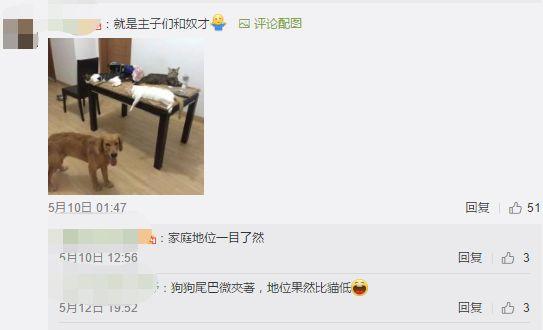 养猫又养狗是一种什么样的体验？评论区的人开始心疼狗子……
