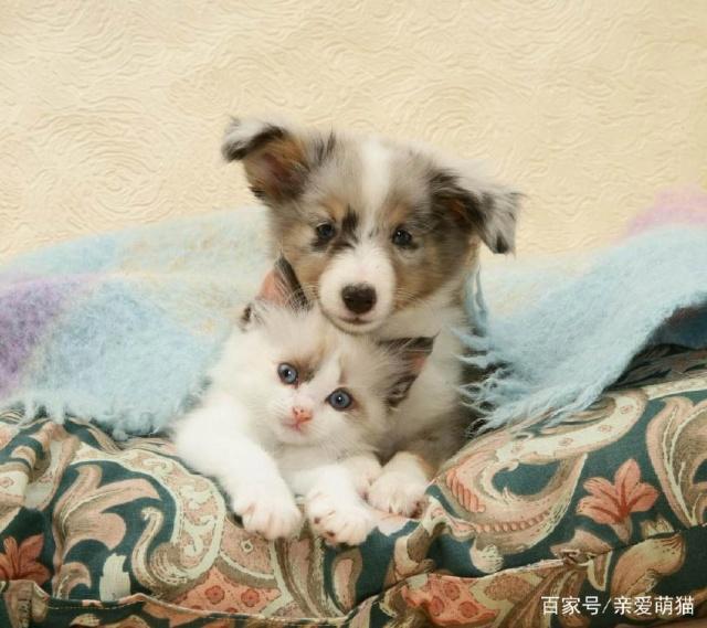 养猫比养狗好的4个原因，不一定是猫更优秀，而是它更省心……