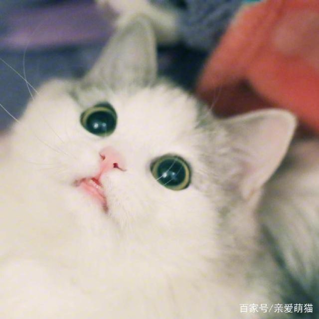 养猫比养狗好的4个原因，不一定是猫更优秀，而是它更省心……