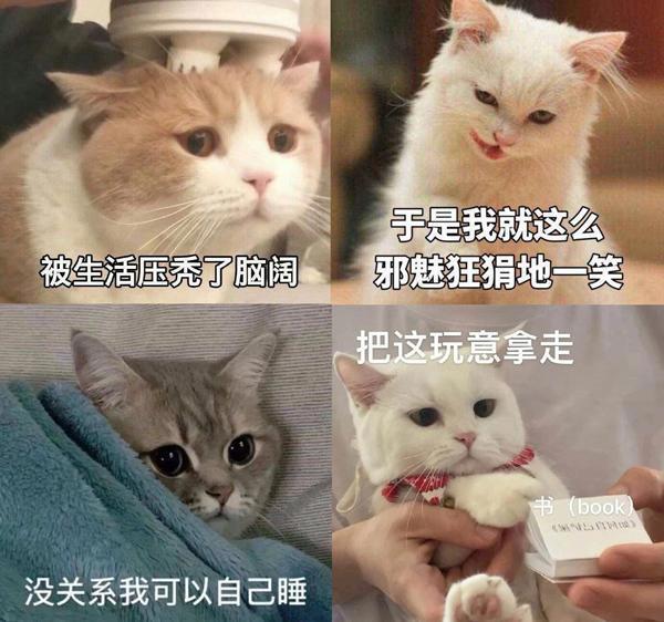 养猫还是养狗？调查显示，它才是最受欢迎的都市宠物