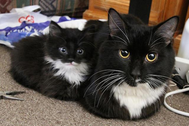 看到这些超萌的猫咪亲子照，不管你怎样，反正我被治愈了！