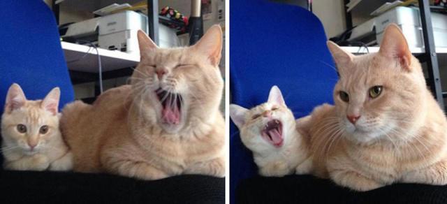 看到这些超萌的猫咪亲子照，不管你怎样，反正我被治愈了！