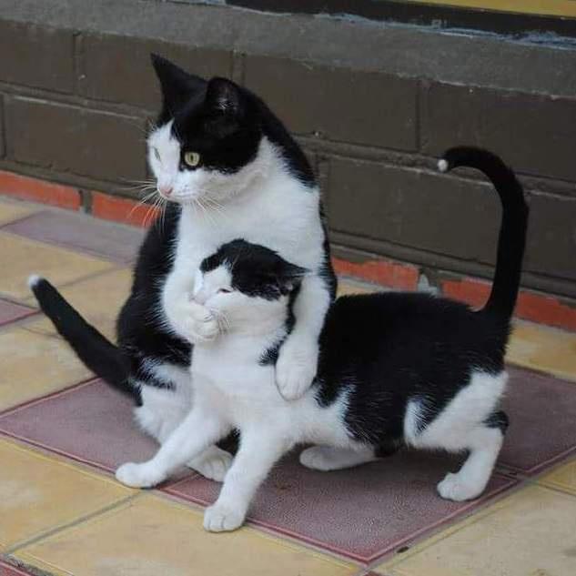 看到这些超萌的猫咪亲子照，不管你怎样，反正我被治愈了！